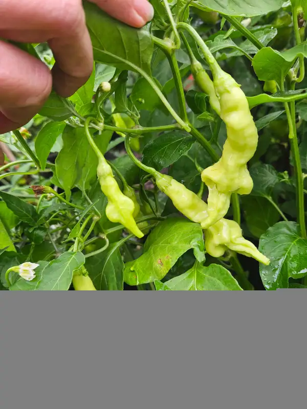 Chili: Aji Confusion