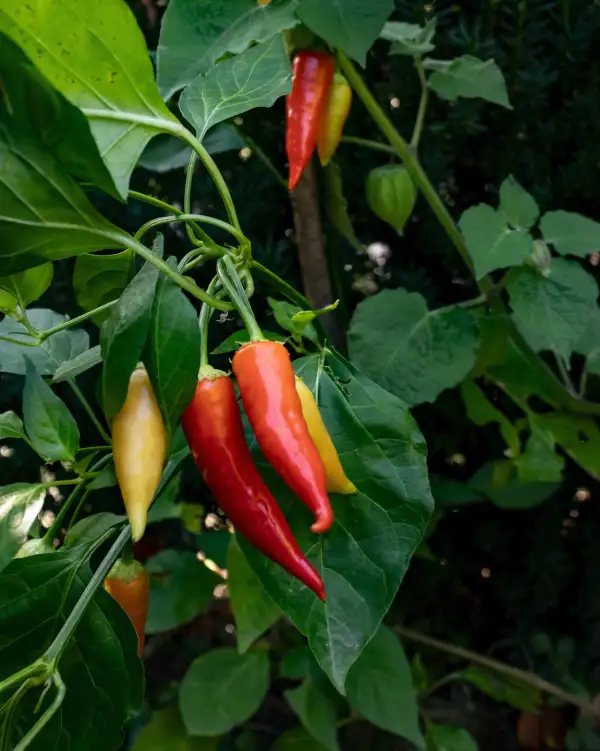 Chili / Paprika: Aji Cristal