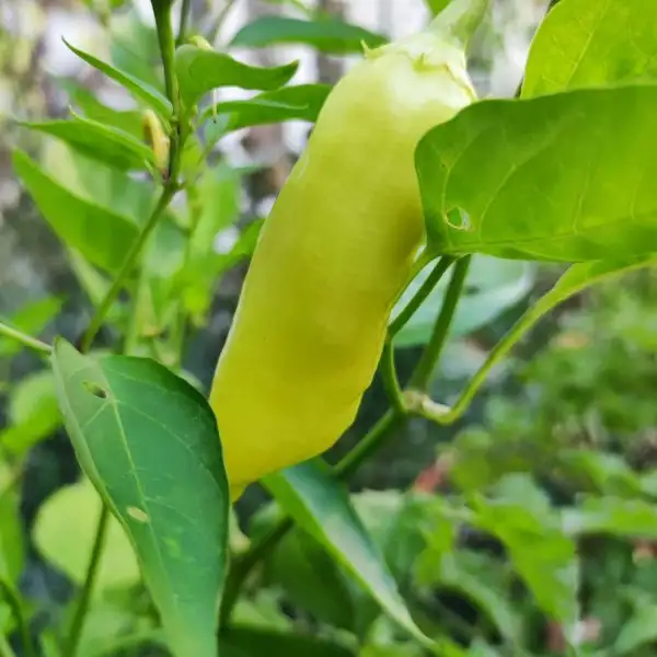 Chili / Paprika: Aji Cristal