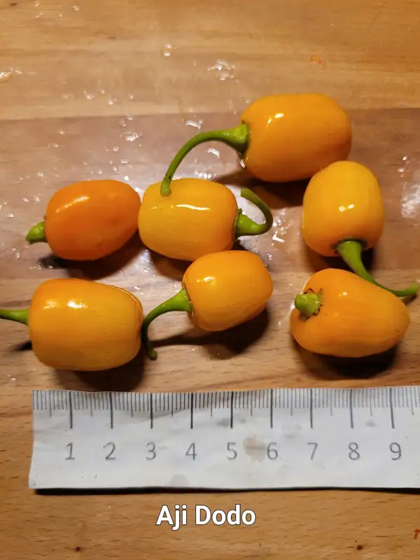 Chili / Paprika: Aji Dodo	Schärfe:	6	Höhe:	30cm