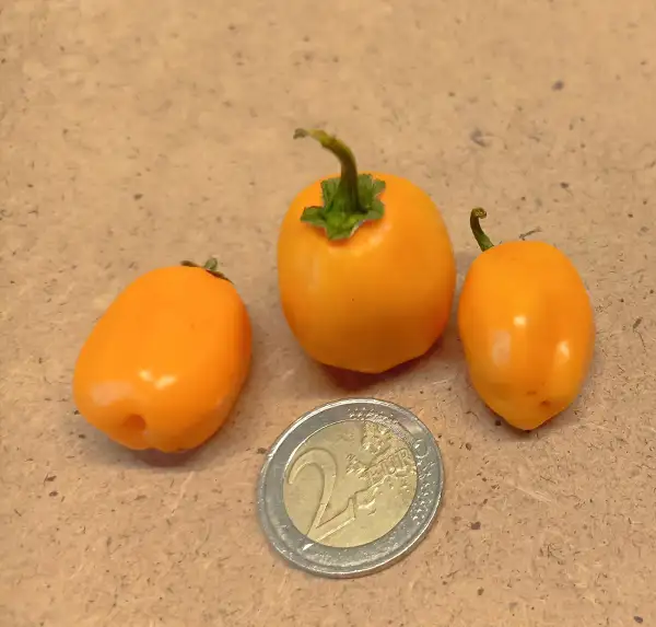 Chili / Paprika: Aji Dulce Amarillo