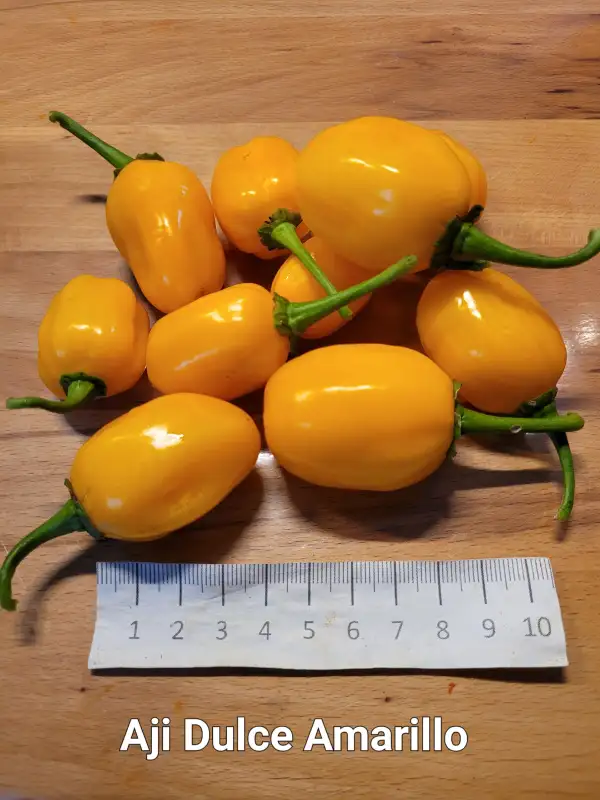 Chili / Paprika: Aji Dulce Amarillo	Schärfe:	0-1	Höhe:	80-120cm