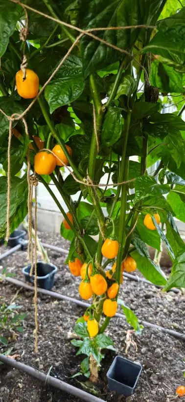 Chili: Aji Dulce Amarillo (Schärfe 0-2)