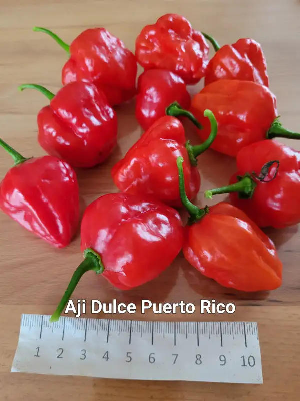 Chili / Paprika: Aji Dulce Puerto Rico	Schärfe:	1	Höhe:	80-120cm