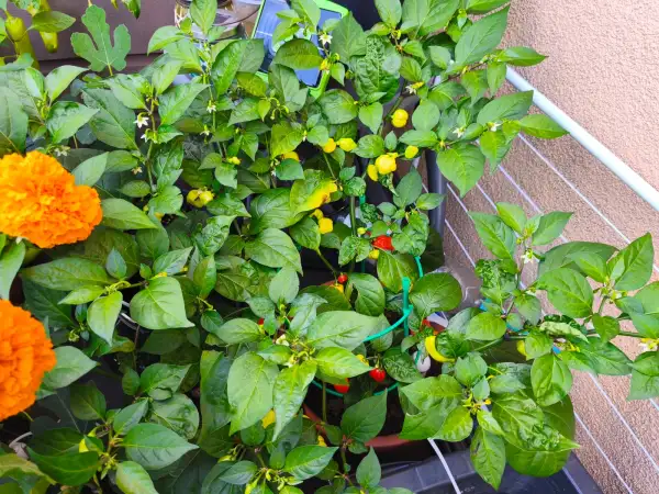 Chili / Paprika: Aji Dulce Rojo