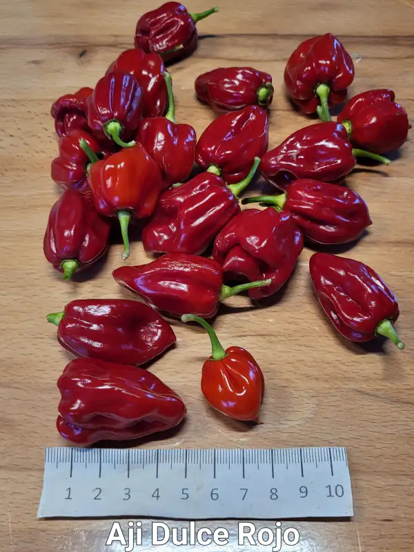 Chili / Paprika: Aji Dulce Rojo	Schärfe:	0-1	Höhe:	100cm