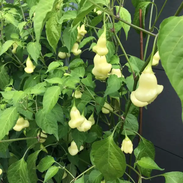 Chili: Aji Fantasy Sparkly White