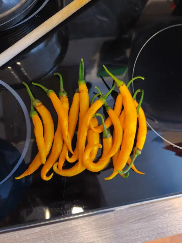 Chili: Aji Guyana