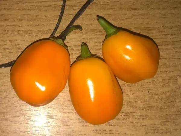 Chili / Paprika: Aji Jobito
