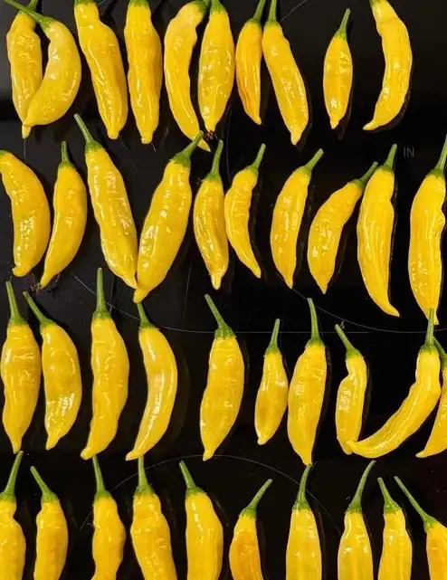 Chili / Paprika: Aji Lemon Drop