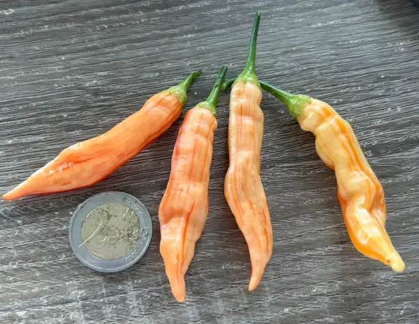 Chili: Aji Lilly Teilinda