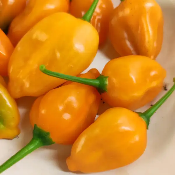 Chili / Paprika: Aji Mandarin