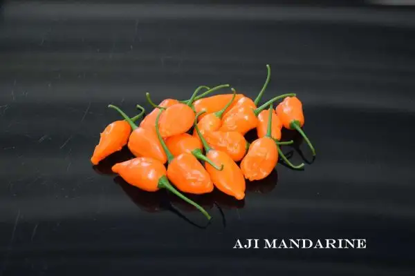 Chili / Paprika: Aji Mandarine