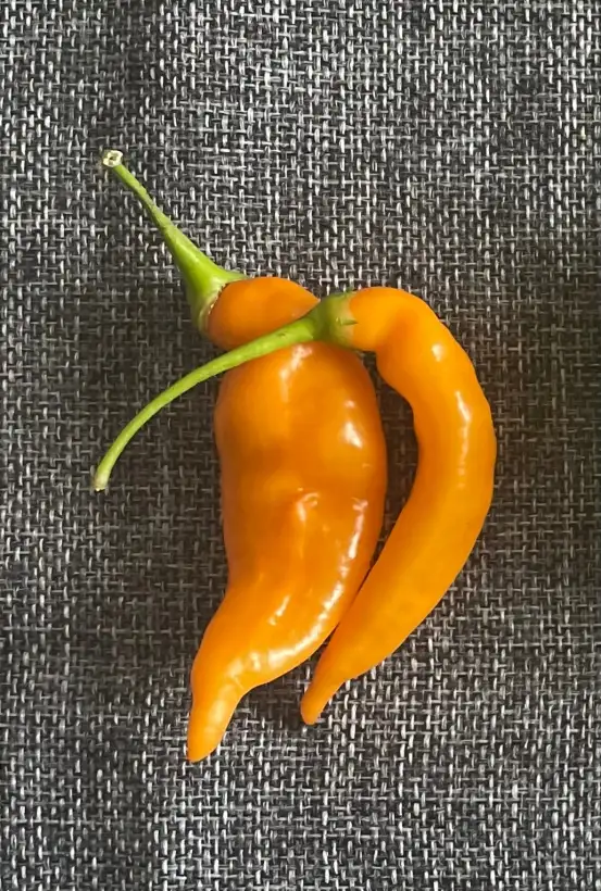 Chili / Paprika: Aji Mango