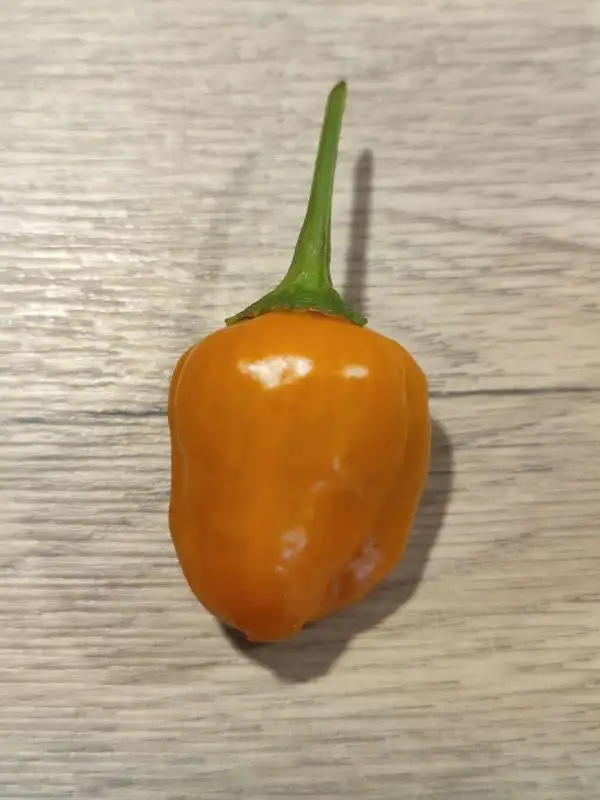 Chili / Paprika: Aji Mango