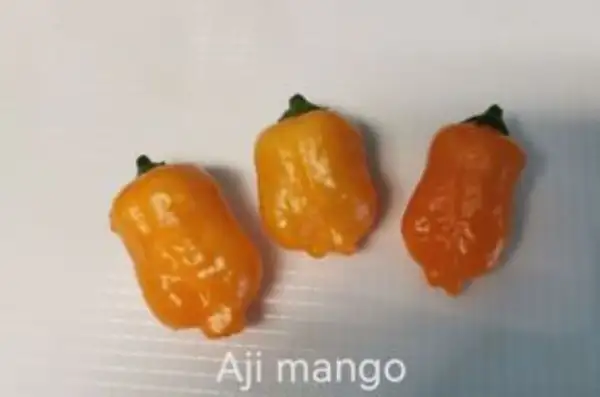 Chili / Paprika: Aji Mango“CHILI