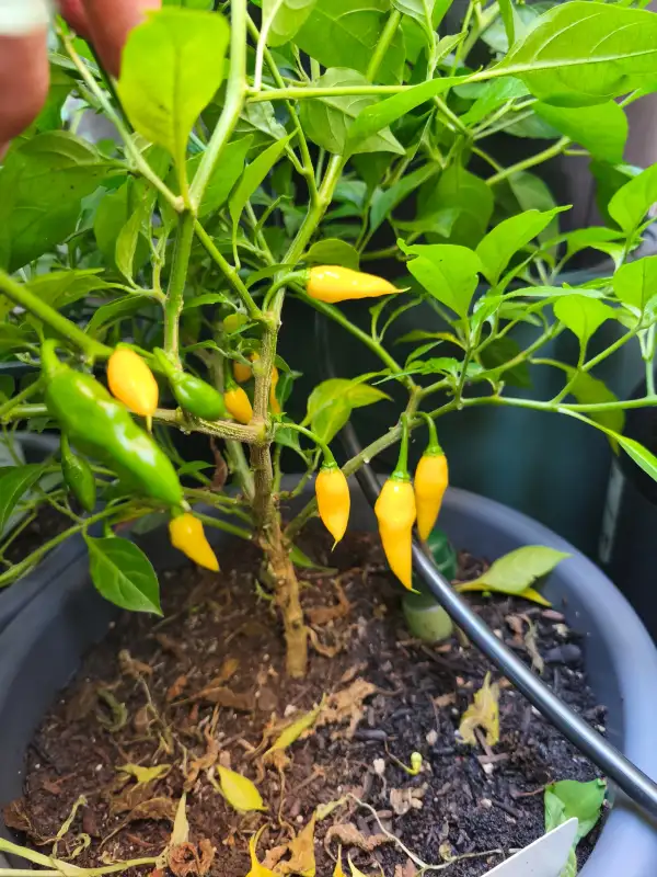 Chili: Aji Mochero
