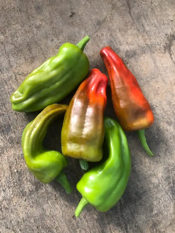 Chili / Paprika: Aji Monagre