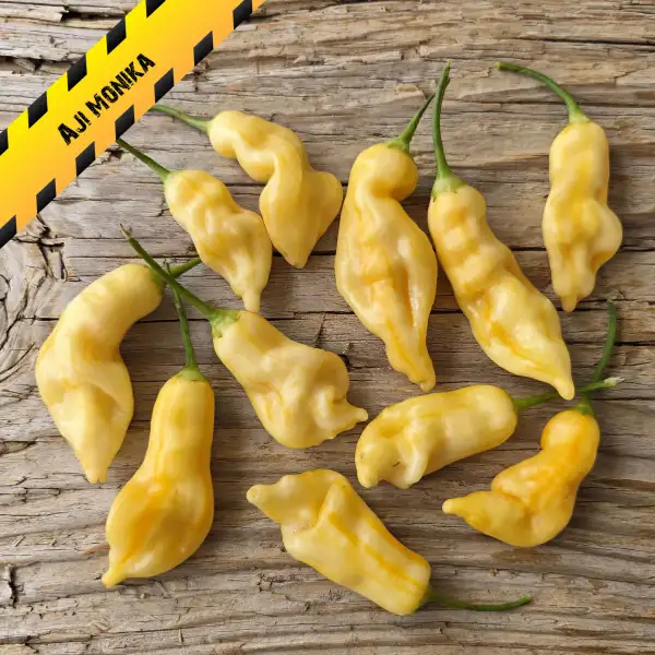 Chili: Aji Monika