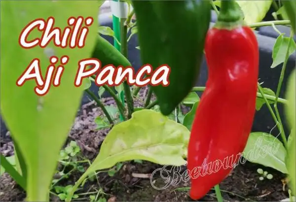 Chili / Paprika: Aji Panca