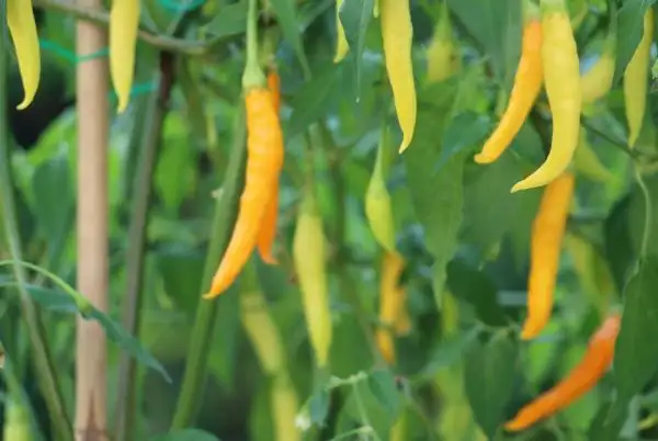 Chili / Paprika: Aji Patillo