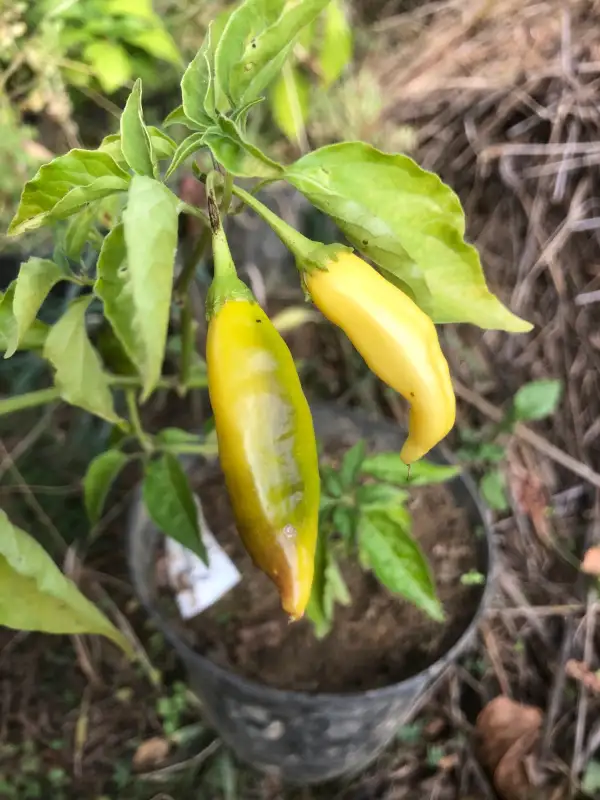 Chili / Paprika: Aji Pineapple