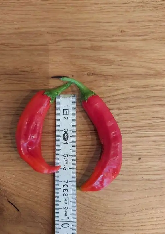 Chili / Paprika: Aji Santa Cruz