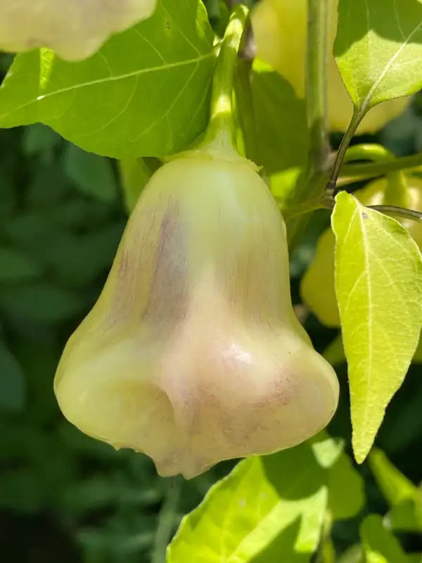 Chili / Paprika: Aji White Fantasy