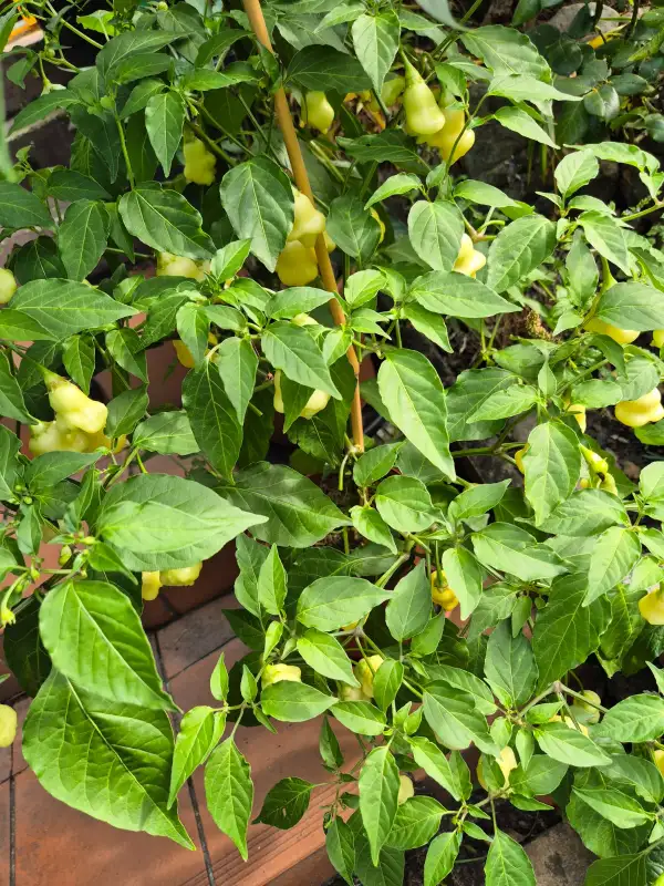 Chili / Paprika: Aji White Fantasy
