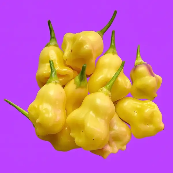 Chili / Paprika: Aji White Fantasy