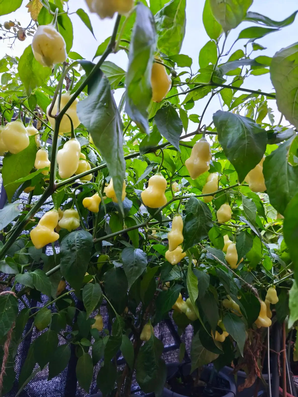 Chili / Paprika: Aji White Fantasy