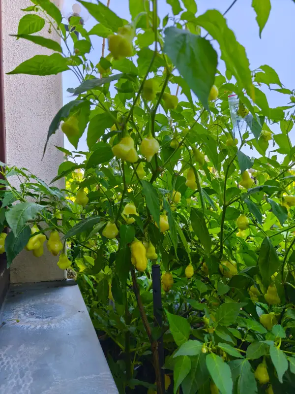 Chili: Aji White Fantasy