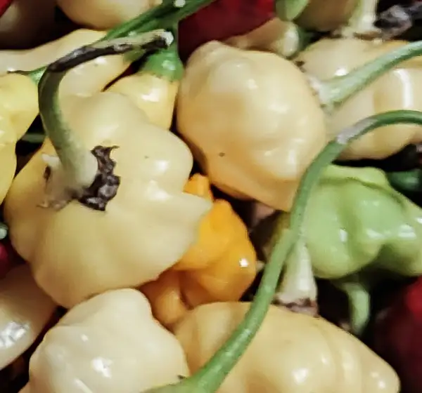 Chili / Paprika: Aji White Fantasy