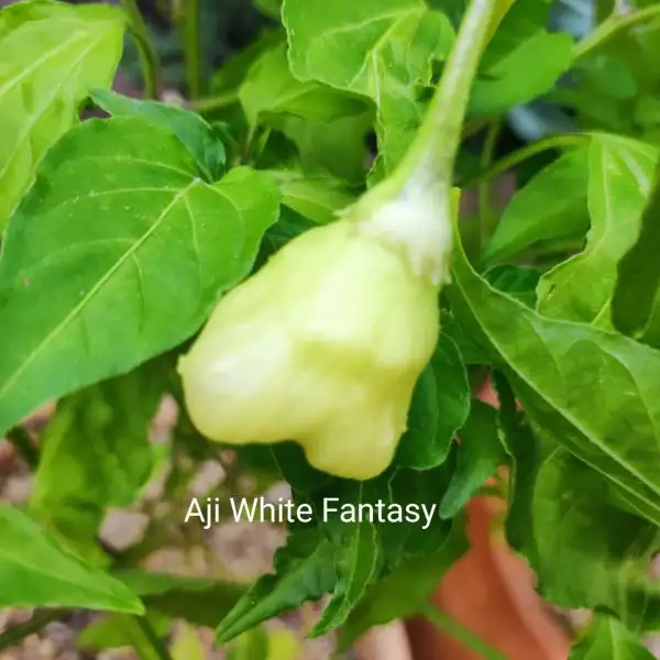 Chili / Paprika: Aji White Fantasy