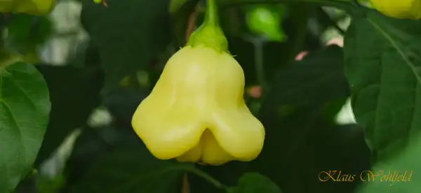 Chili: Aji White Fantasy (Schärfe 4)