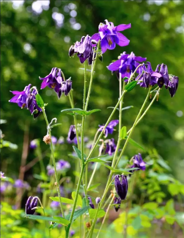 Blumen: Akelei