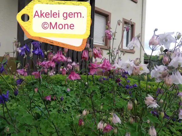 Blumen: Akelei