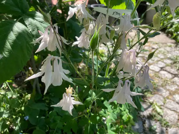 Blumen: Akelei weiß