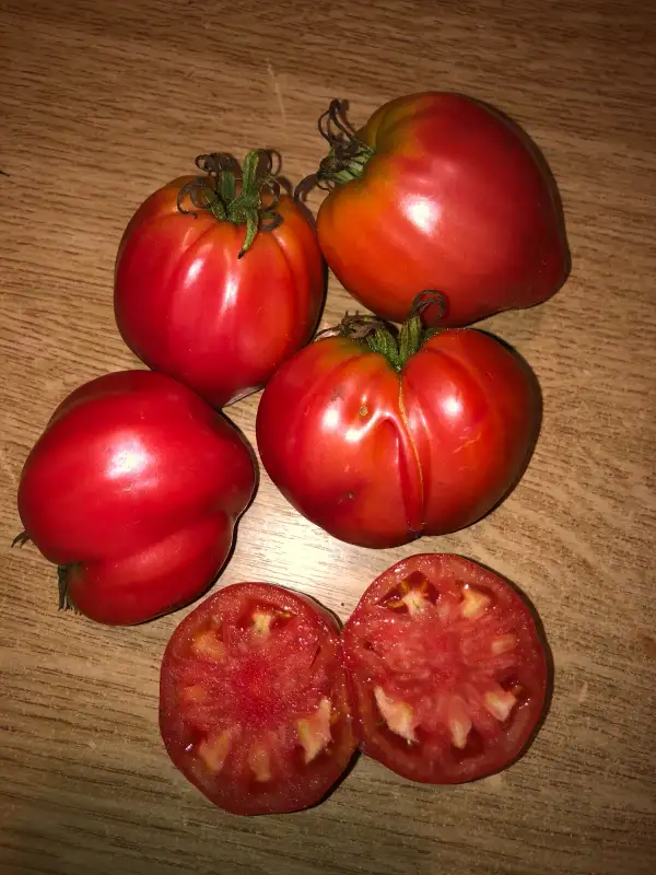 Tomaten: Aker