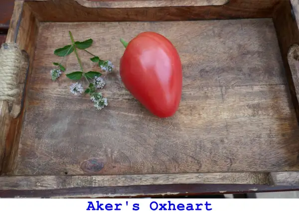 Tomaten: Aker’s Oxheart