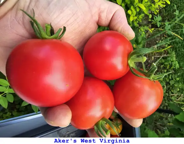 Tomaten: Aker’s West Virginia