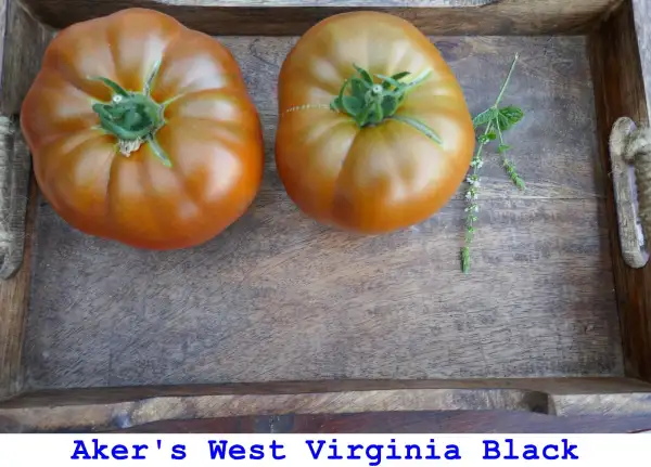 Tomaten: Aker’s West Virginia Black