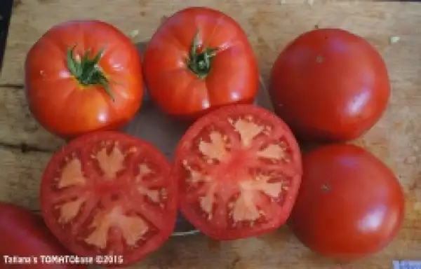 Tomaten: Aker´s West Virginia  IPK  LYC4119