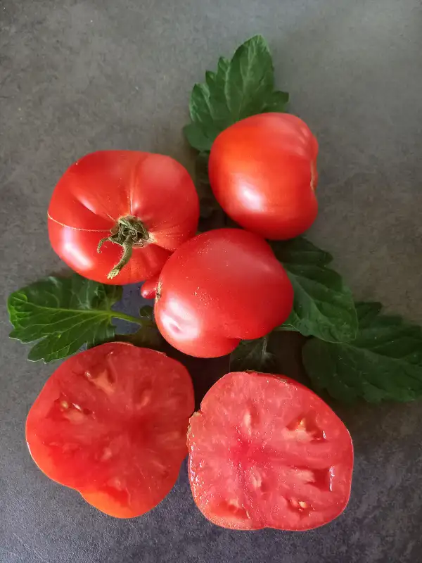 Tomaten: Akers West Virginia