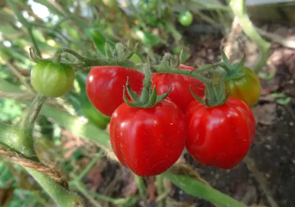 Tomaten: Akkordeon cherry