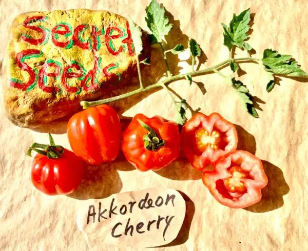 Tomaten: Akkordeon cherry