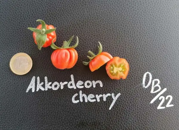 Tomaten: Akkordeon cherry