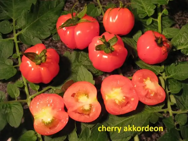 Tomaten: Akkordion cherry