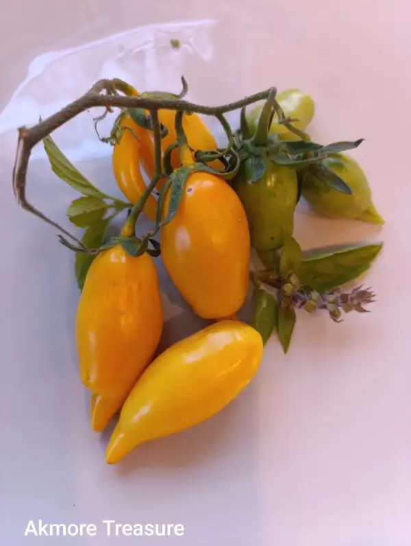 Tomaten: Akmore Treasure