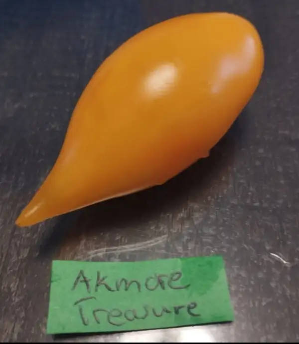 Tomaten: Akmore Treasure